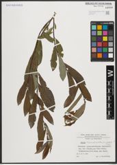 Foto von Salix appendiculata Vill. x Salix purpurea L.